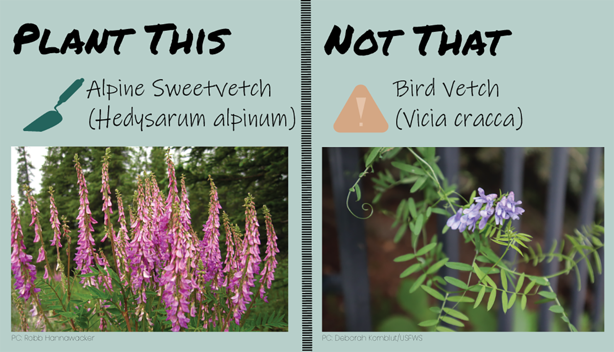 sweet vetch v bird vetch FWS.gov
